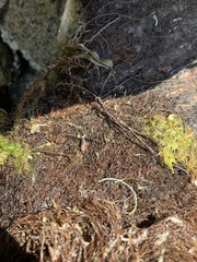 Traskorchestia traskiana