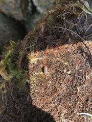 Traskorchestia traskiana