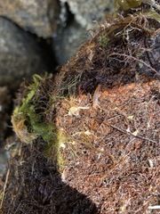 Traskorchestia traskiana