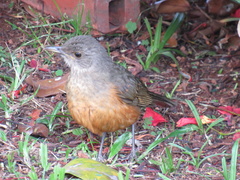 Turdus rufiventris