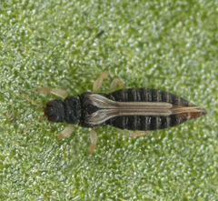 Heliothrips haemorrhoidalis