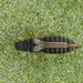 Heliothripidae - Photo no rights reserved, uploaded by Jesse Rorabaugh