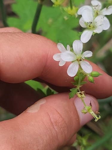 Geranium wislizeni