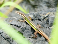 Takydromus viridipunctatus