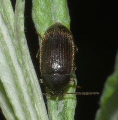 Hymenorus