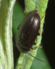 Hymenorus
