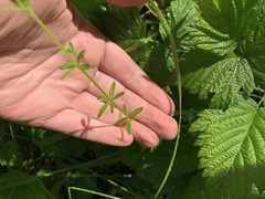 Galium trifidum trifidum