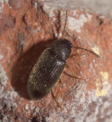 Hymenorus