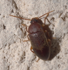 Hymenorus