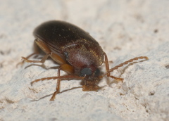 Hymenorus