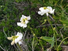 Dipogon lignosus