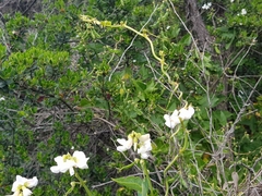 Dipogon lignosus