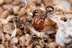 Pheidole xerophila