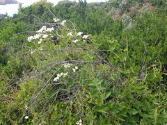 Dipogon lignosus