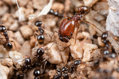 Pheidole xerophila