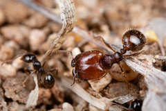 Pheidole xerophila