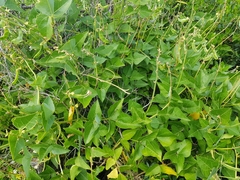 Dipogon lignosus