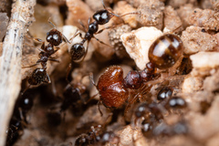 Pheidole xerophila