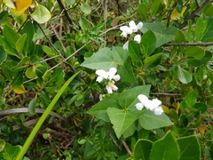 Dipogon lignosus
