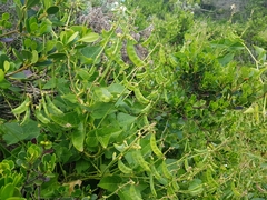 Dipogon lignosus