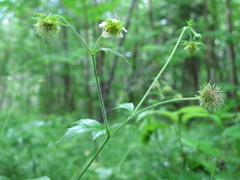 Geum canadense × rivale