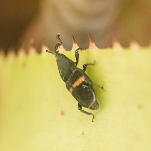 Mexican Bromeliad Weevil photo 3