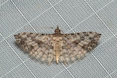 Alucitidae