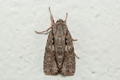 Craniophora malesiae