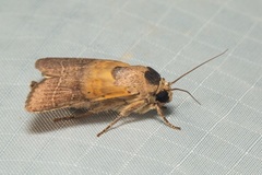 Athetis thoracica