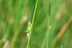 Conocephalus longipes