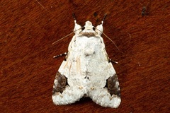 Bamra albicola