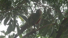 Psittacara leucophthalmus