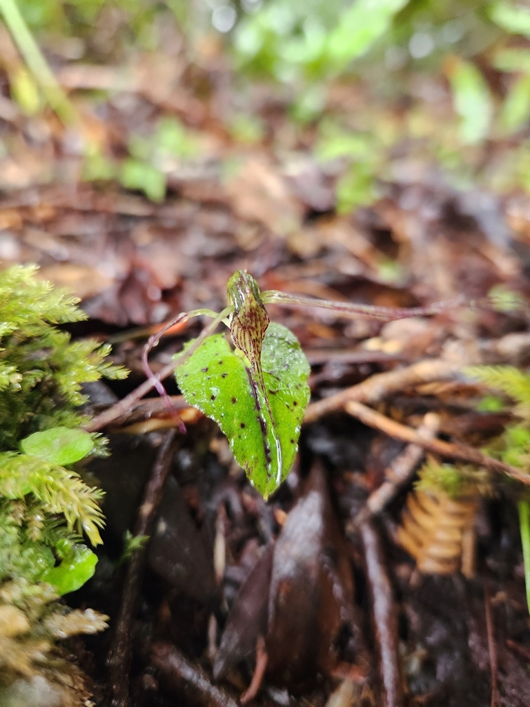 Corybas acuminatus