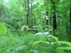 Geum canadense × rivale