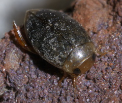 Laccophilus proximus