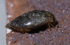 Laccophilus proximus