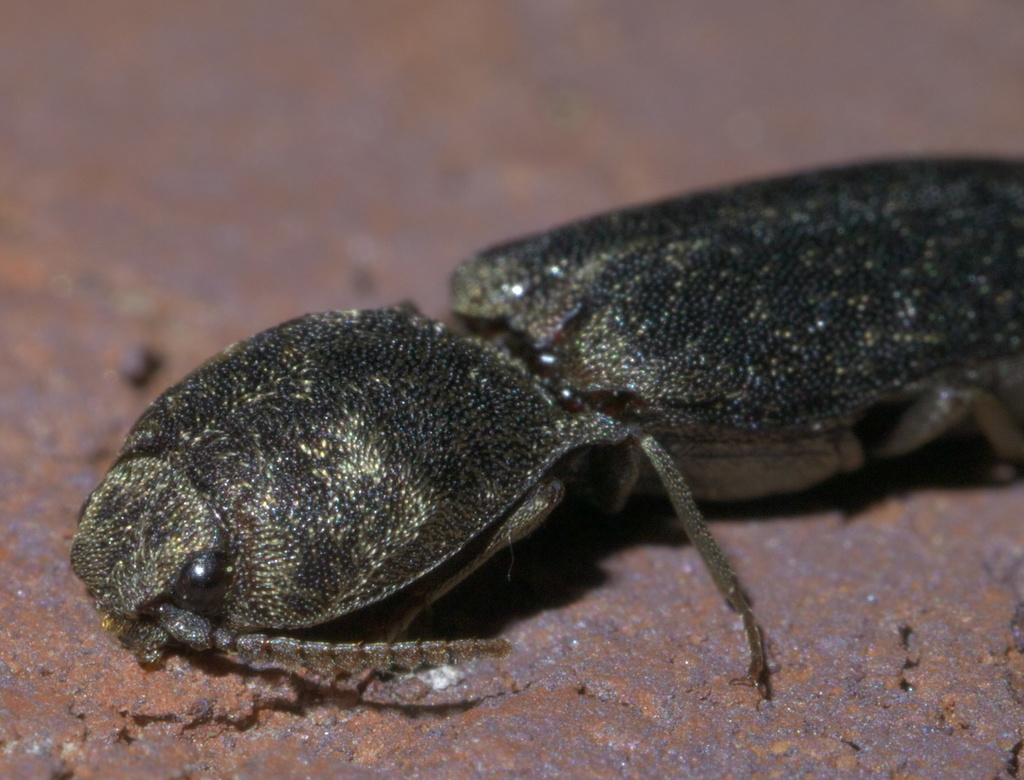 Ancestral Click Beetle