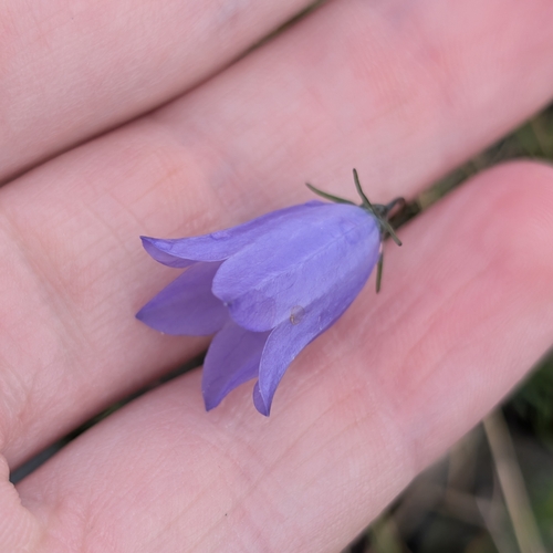 Giesecke's harebell (Campanula giesekiana)