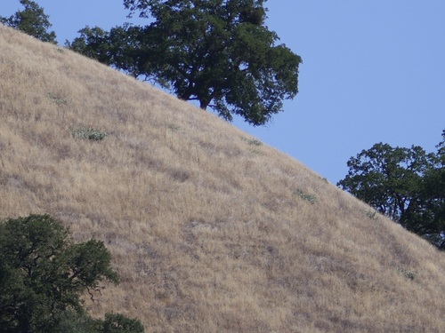 iNaturalist observation photo of California milkweed