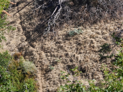 iNaturalist observation photo of California milkweed