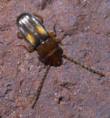 Laemophloeus fervidus