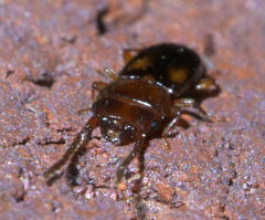 Laemophloeus fervidus