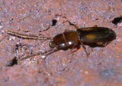Laemophloeus fervidus
