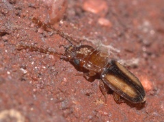Laemophloeus terminalis