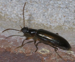 Statira basalis