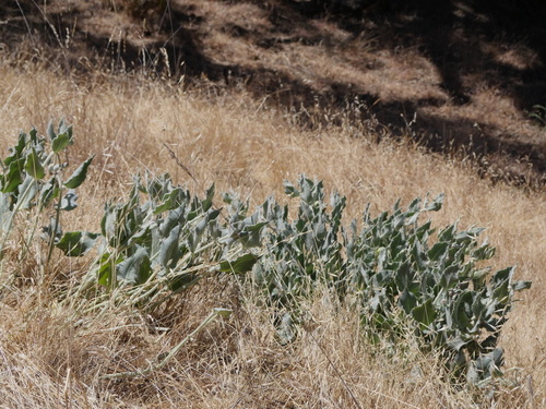 iNaturalist observation photo of California milkweed