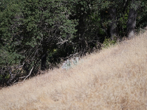 iNaturalist observation photo of California milkweed