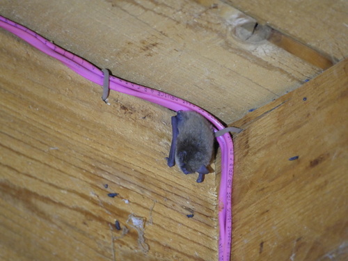 iNaturalist observation photo of Evening Bats