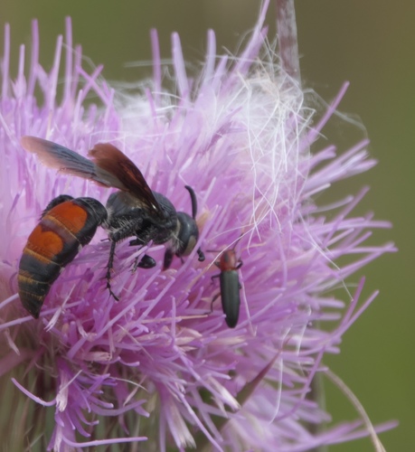 Languria discoidea