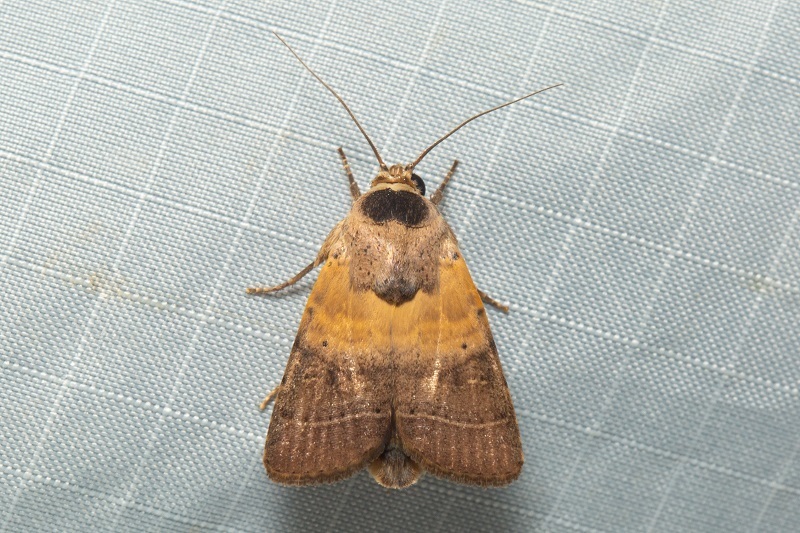 Cutworm